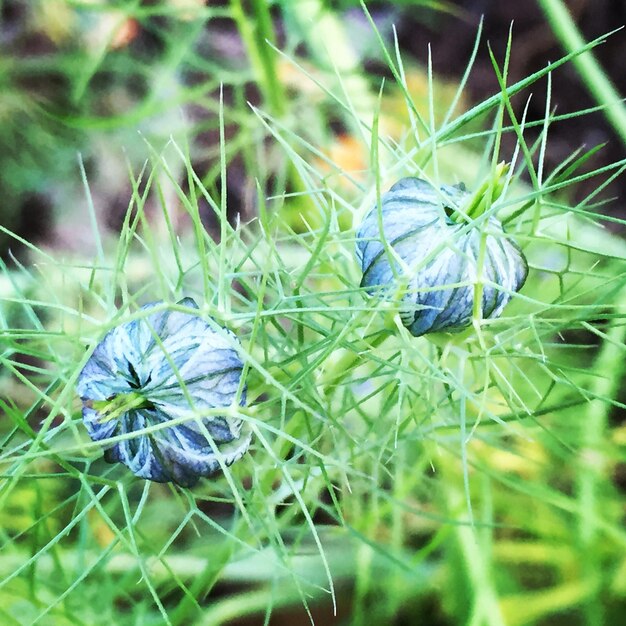 Close-up of plant