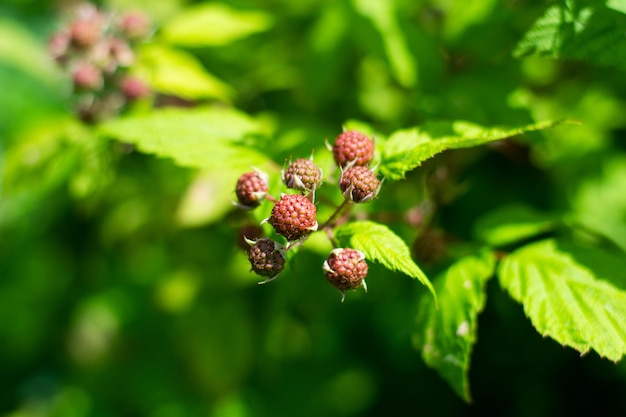 Photo close-up of plant