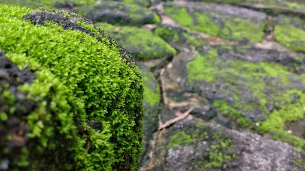 Photo close-up of plant