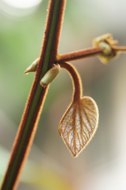Photo close-up of plant