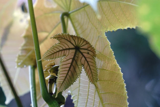 Foto prossimo piano dell'impianto