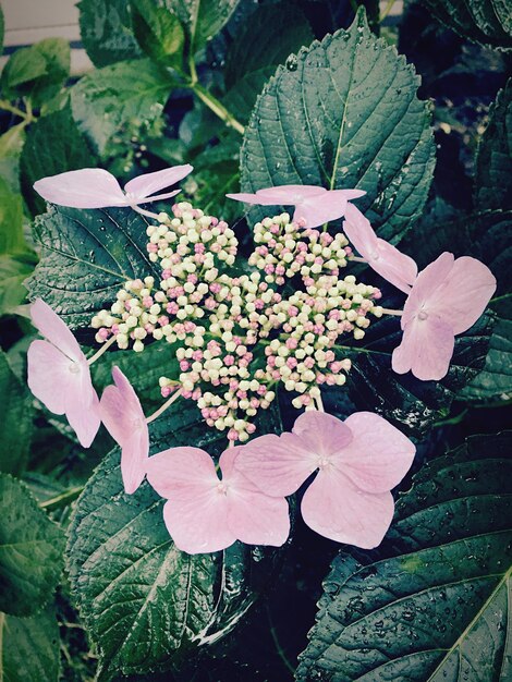 Close-up of plant