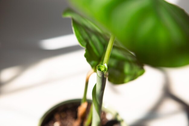 Photo close-up of plant