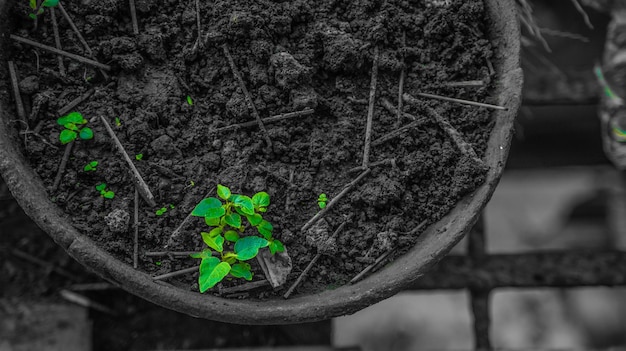 Photo close-up of plant