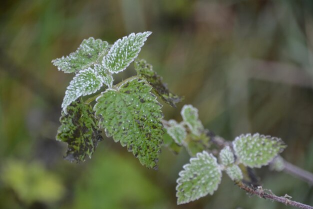 Close-up of plant