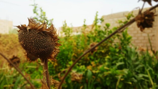 Close-up of plant