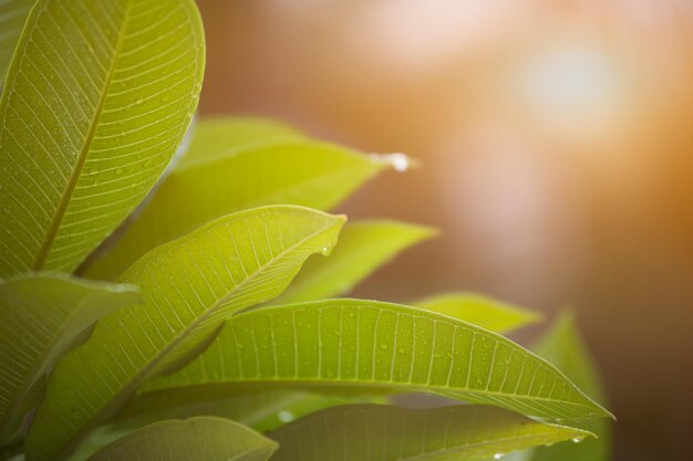 Close-up of plant