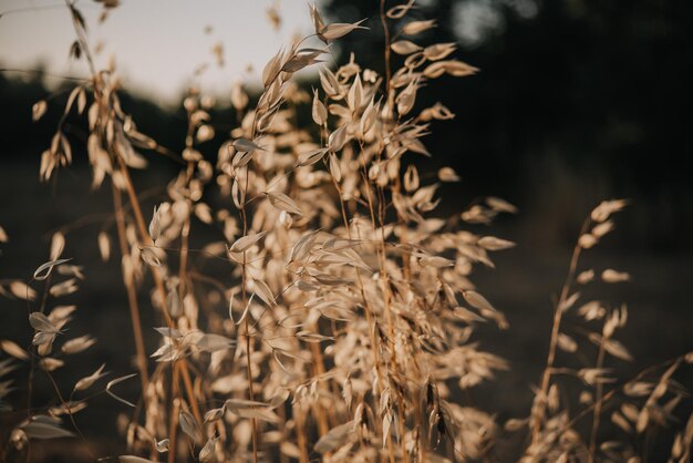 Photo close-up of plant