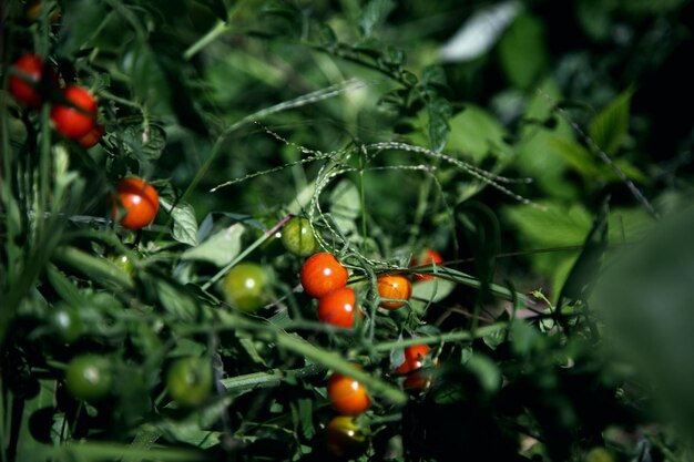 Photo close-up of plant