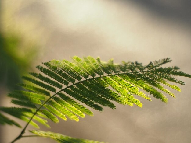 Close-up of plant