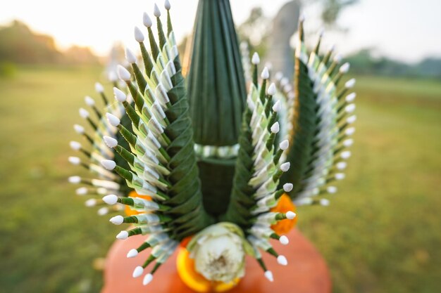 Photo close-up of plant