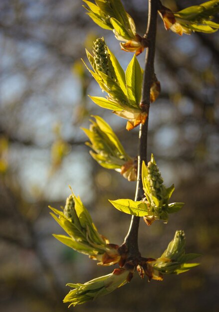 Photo close-up of plant