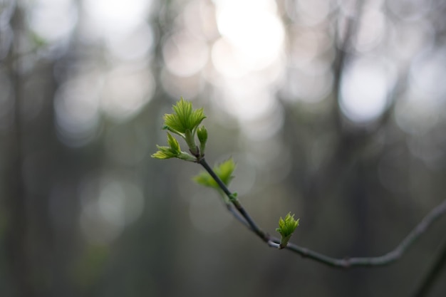close-up of plant