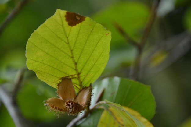 Photo close-up of plant