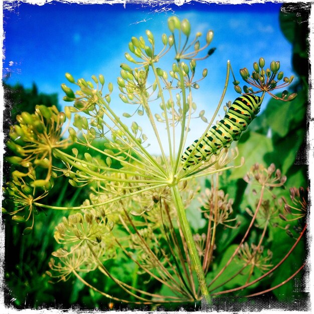 Close-up of plant