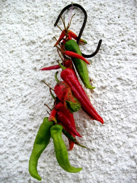 Close-up of plant