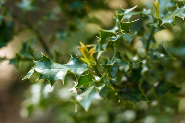 Close-up of plant