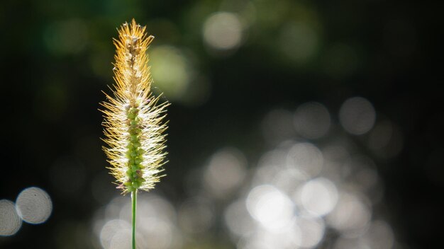 Photo close-up of plant