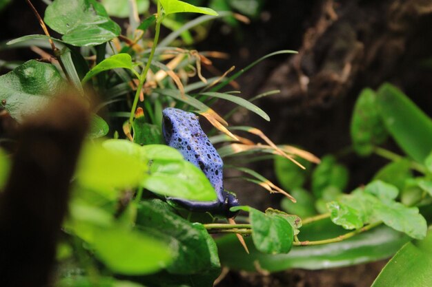 Close-up of plant