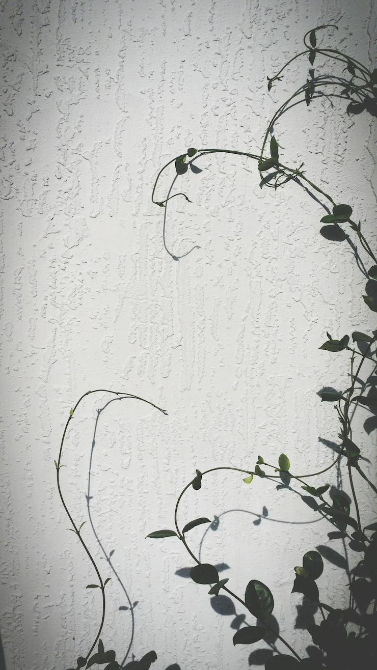 Photo close-up of plant