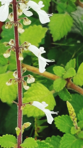 Photo close up of a plant