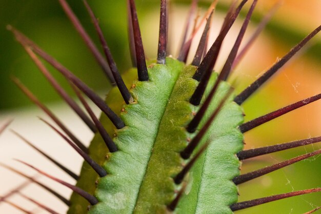 Close-up of plant