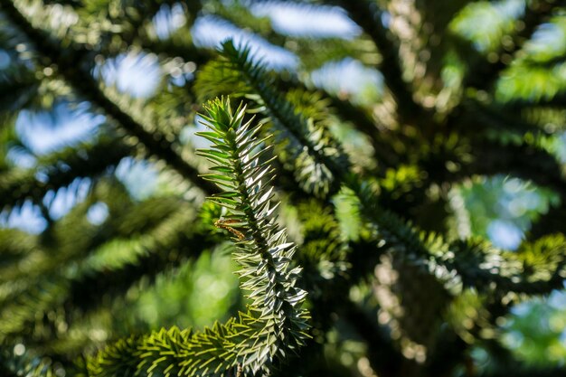 Photo close-up of plant