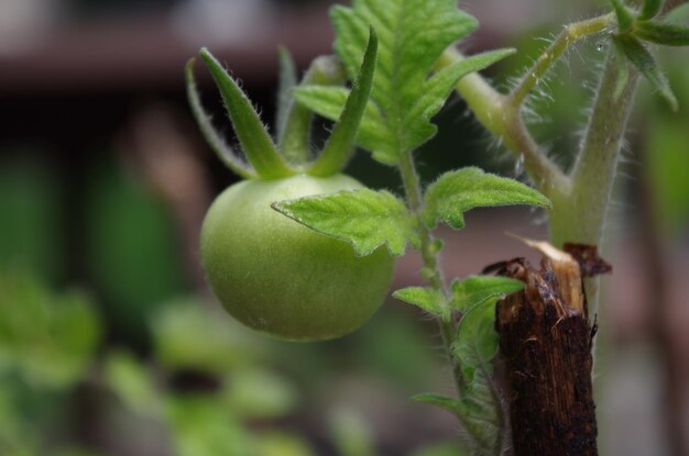 Close-up of plant