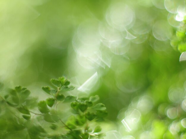 Photo close-up of plant