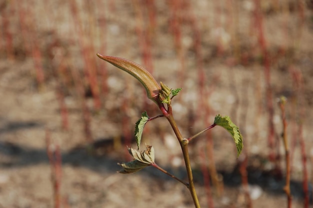 Photo close-up of plant