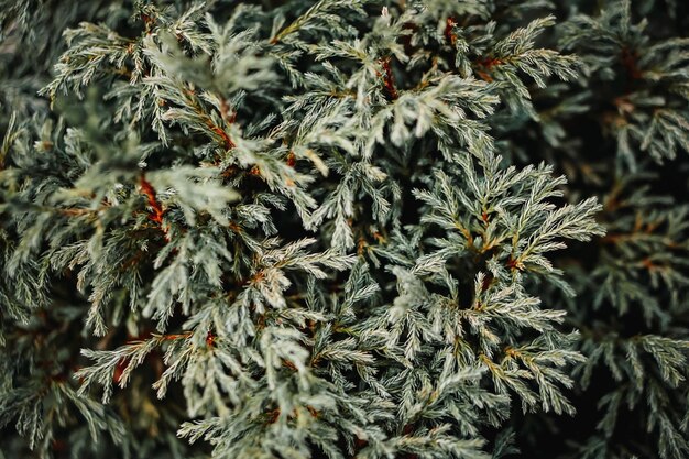 Photo close-up of plant