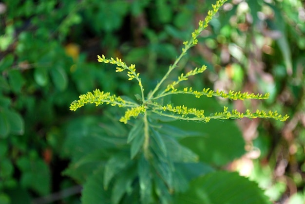 Photo close-up of plant