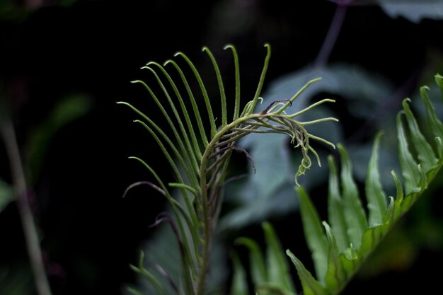 Photo close-up of plant