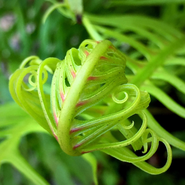 Photo close-up of plant