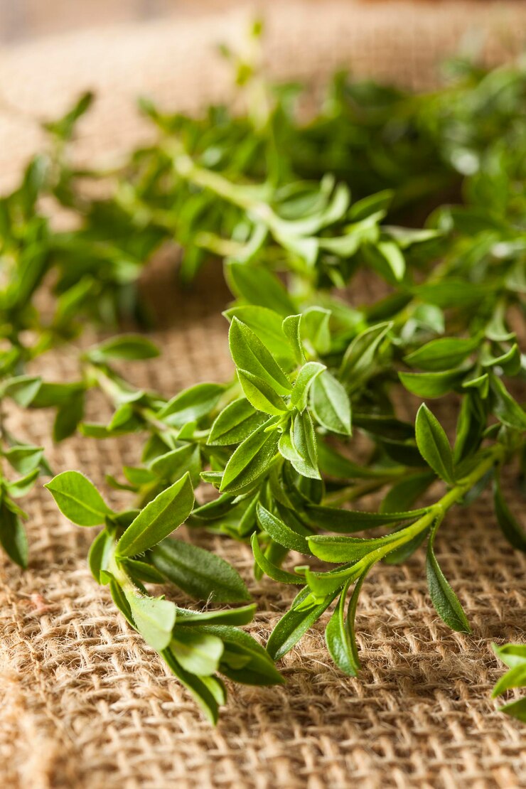 Photo close-up of plant