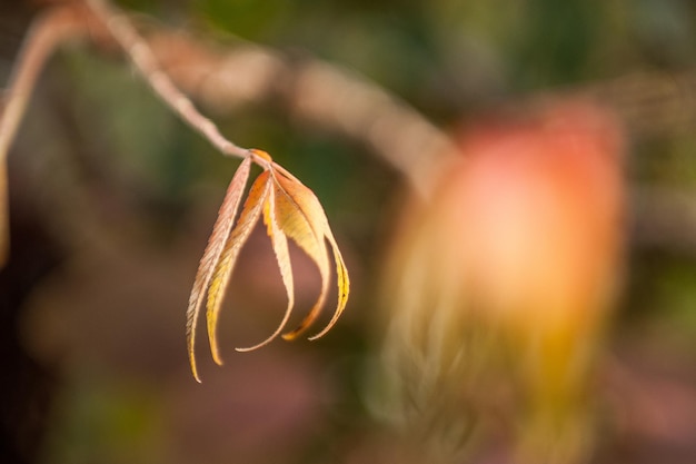 Photo close-up of plant