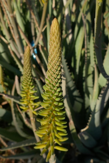 Photo close-up of plant