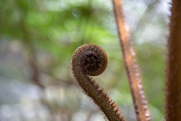 Photo close-up of plant