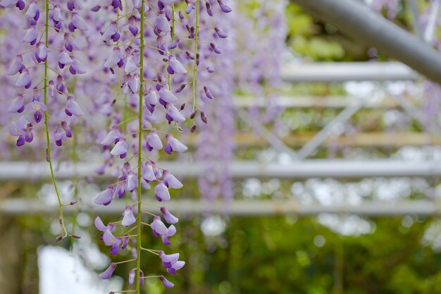 Photo close-up of plant