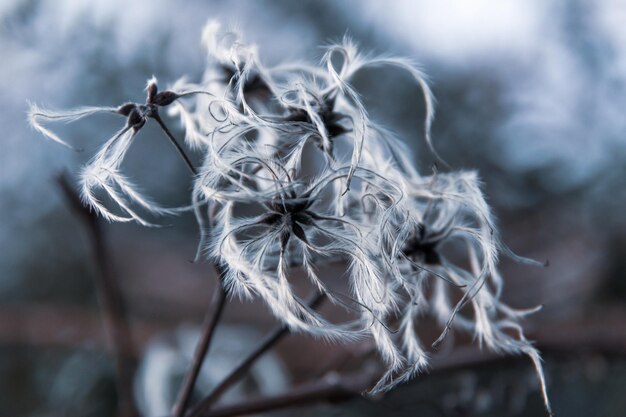 Photo close-up of plant