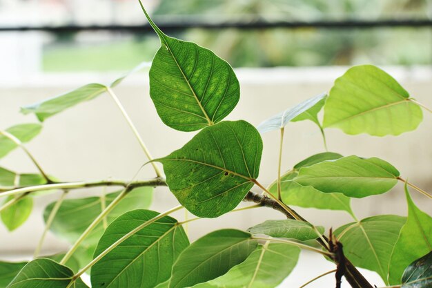 Close-up of plant