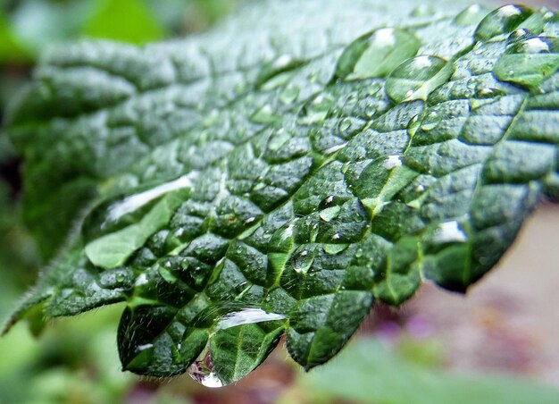 Close-up of plant