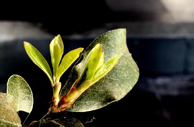 Close-up of plant