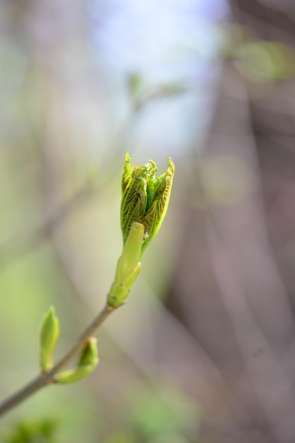 Photo close-up of plant