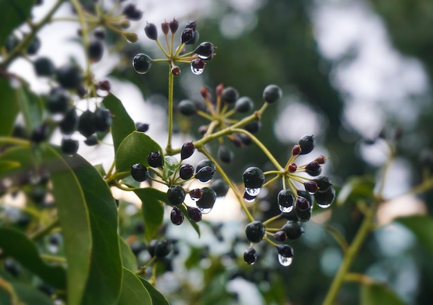 Photo close-up of plant