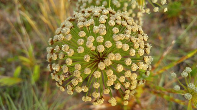 Close-up of plant