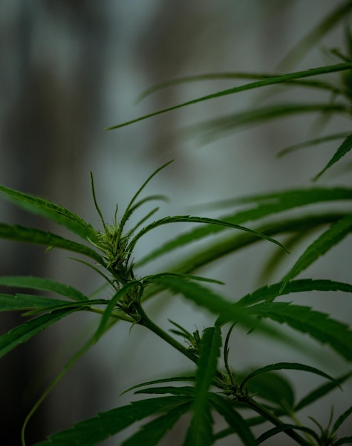 close-up of plant