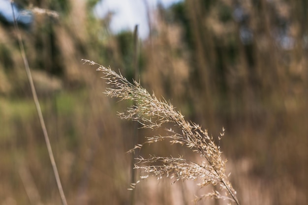 Close-up of plant