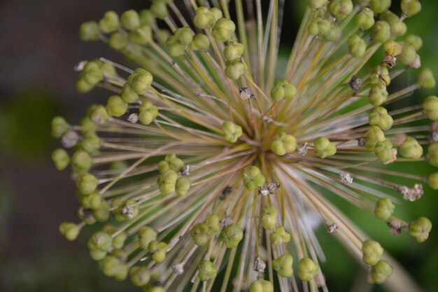 Photo close-up of plant