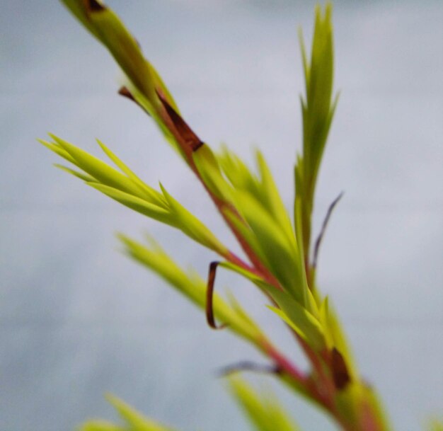 Close-up of plant